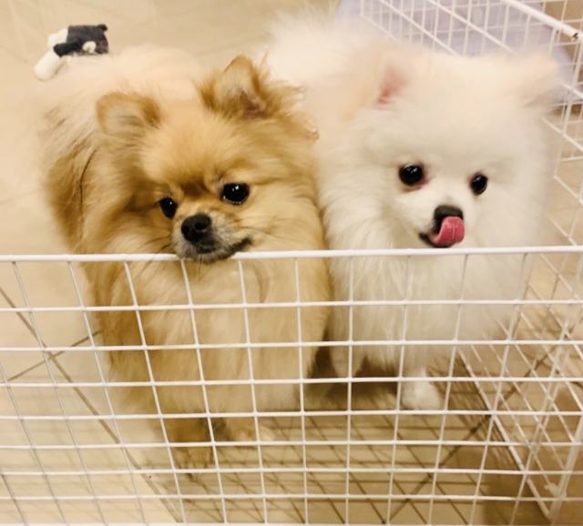 ポメラニアン